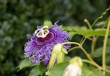 Top 5 Exotic Plants for Home Gardens